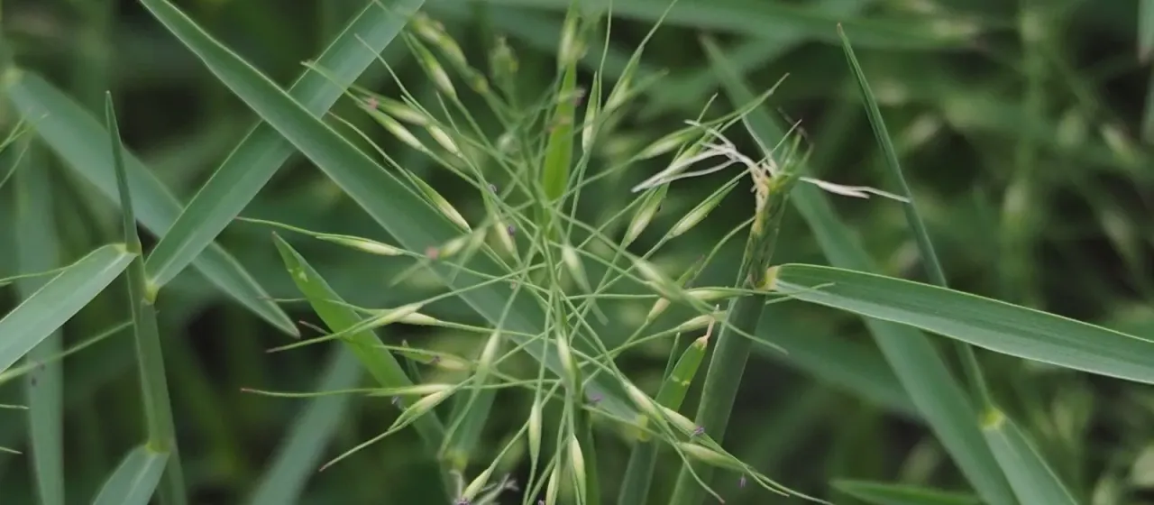 Brown's mudgrass