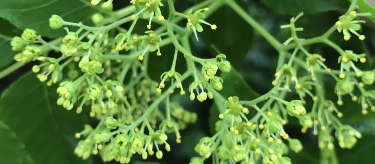 Picrasma quassioides