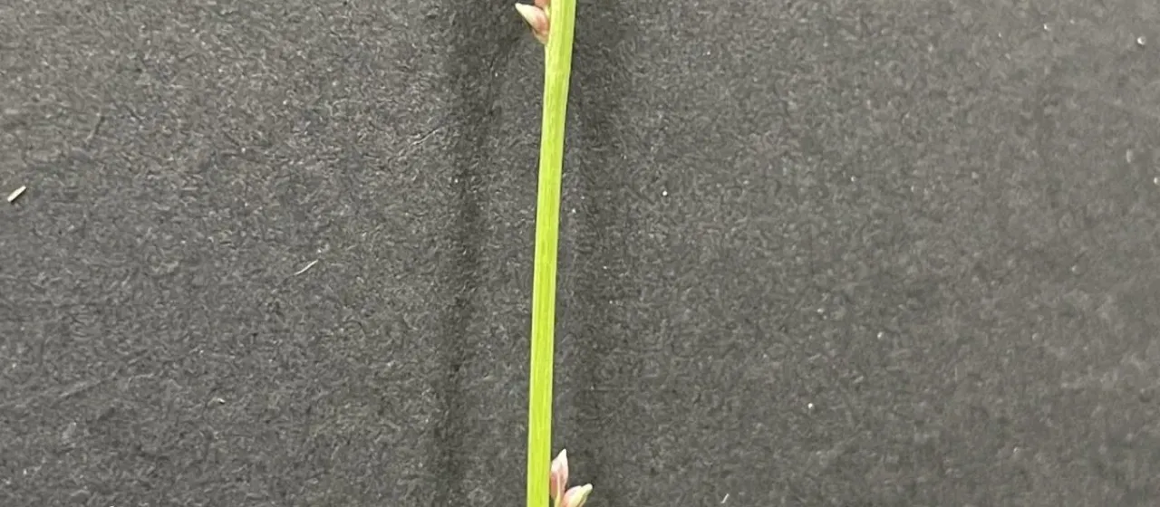 Paspalidium caespitosum