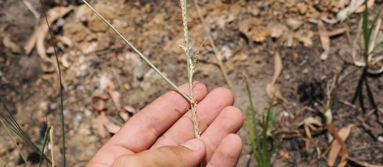 Warrego grass