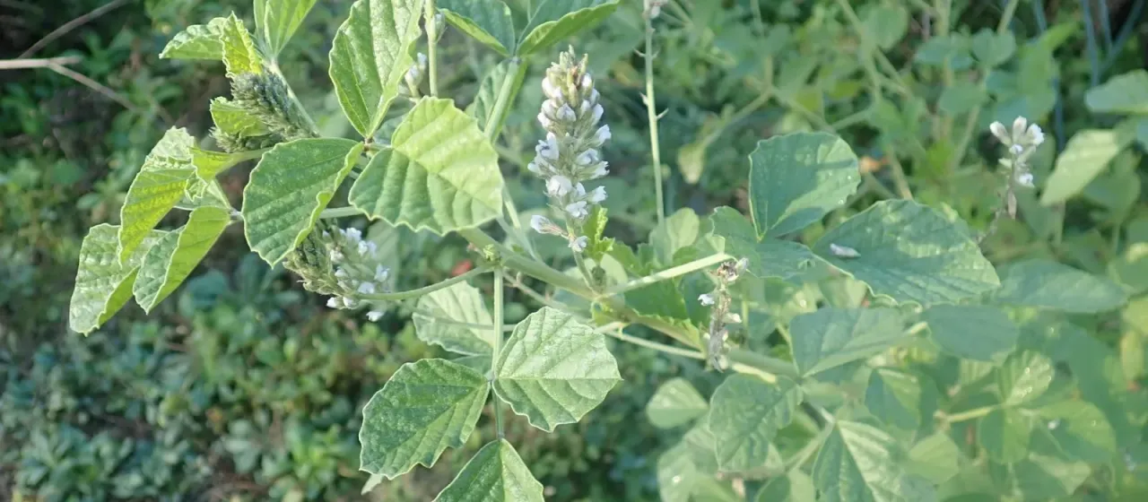 American scurfpea