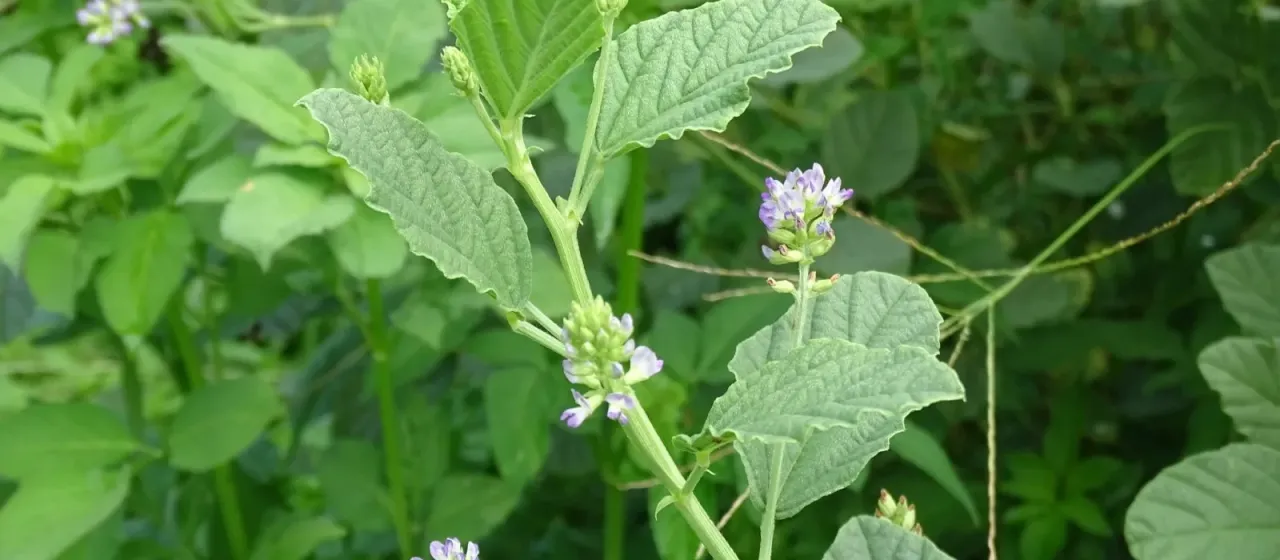 Cullen corylifolium