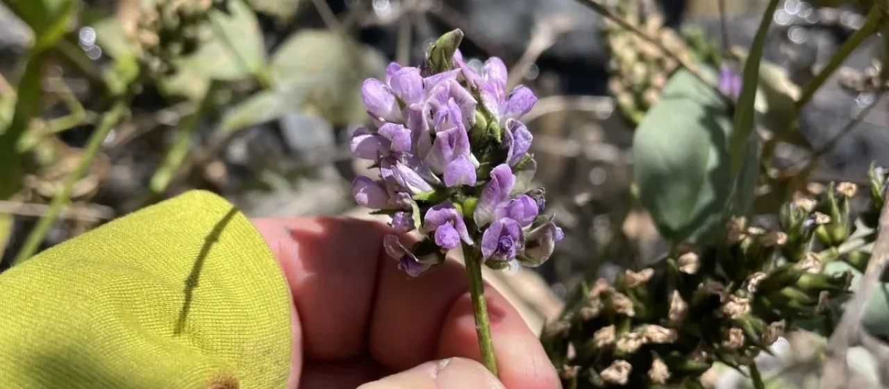 Hoita macrostachya