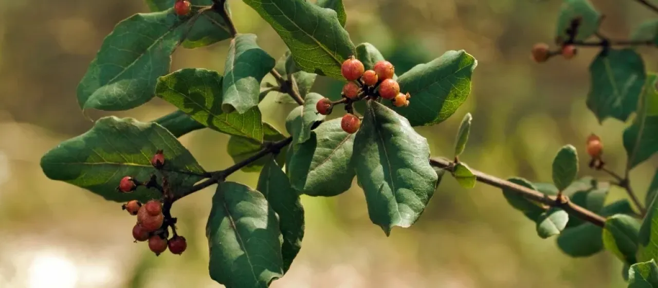 Psorospermum febrifugum