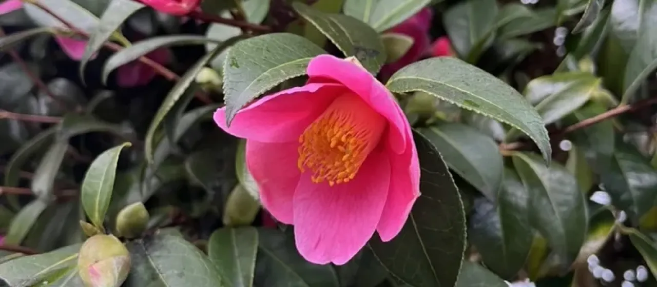 Williams Camellia