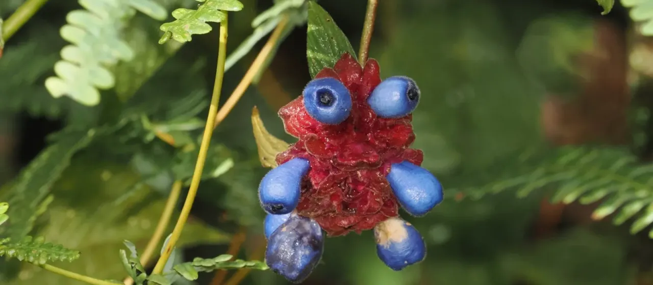 Psychotria ruelliaefolia