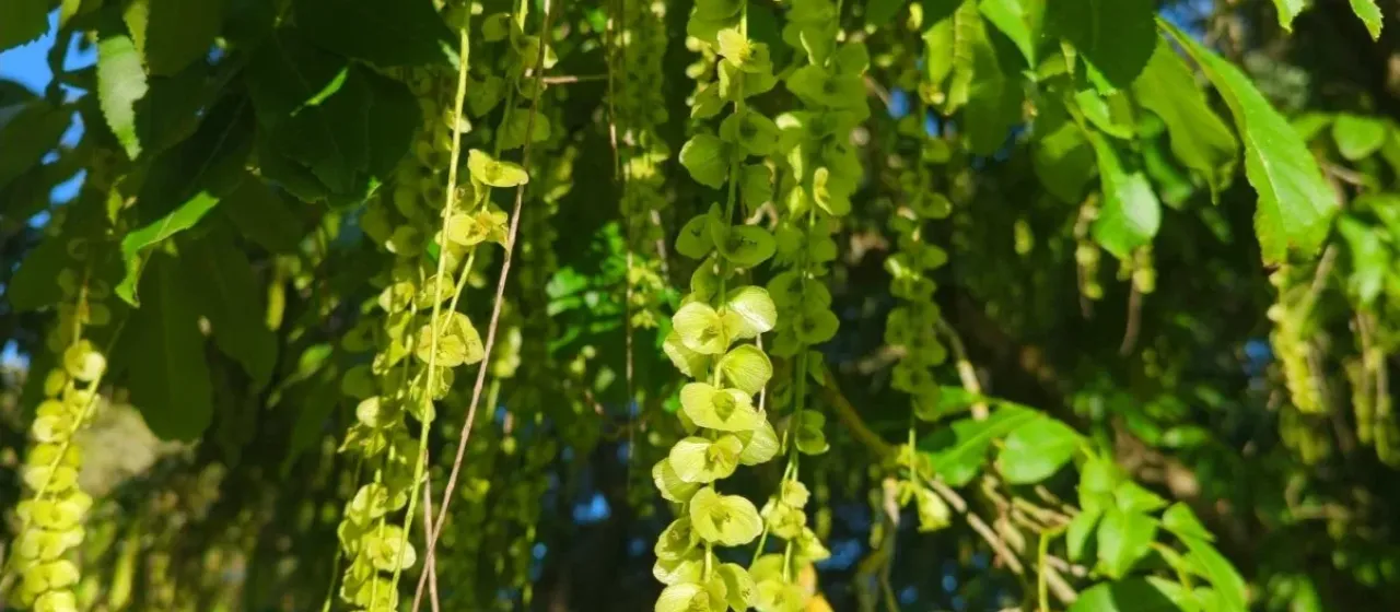 Pterocarya Kunth