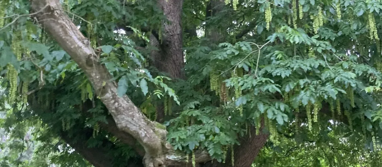 Rehder's wingnut