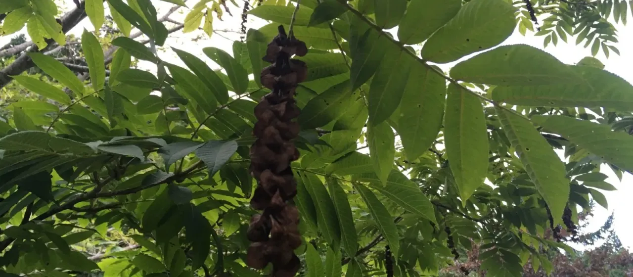 Japanese wingnut
