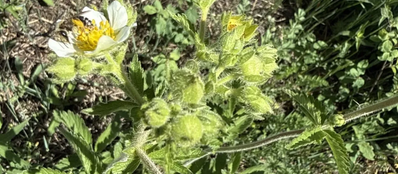 Tall cinquefoil