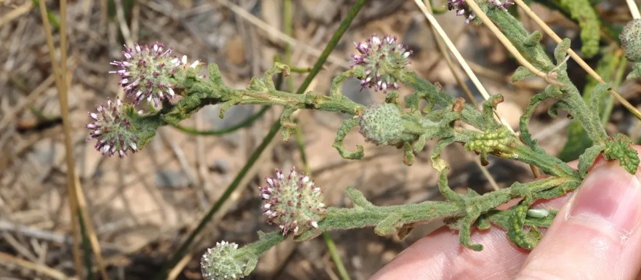 Pterocaulon sphacelatum