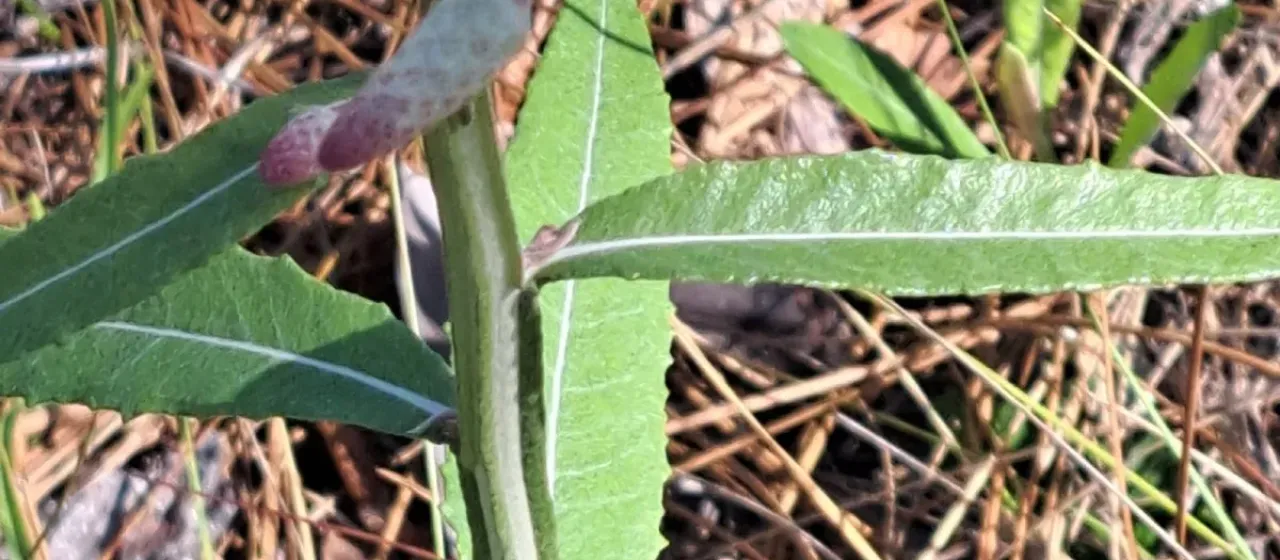 Pterocaulon undulatum