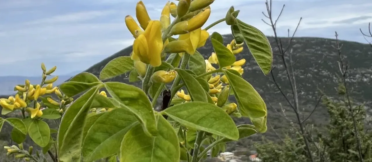 Petteria ramentacea