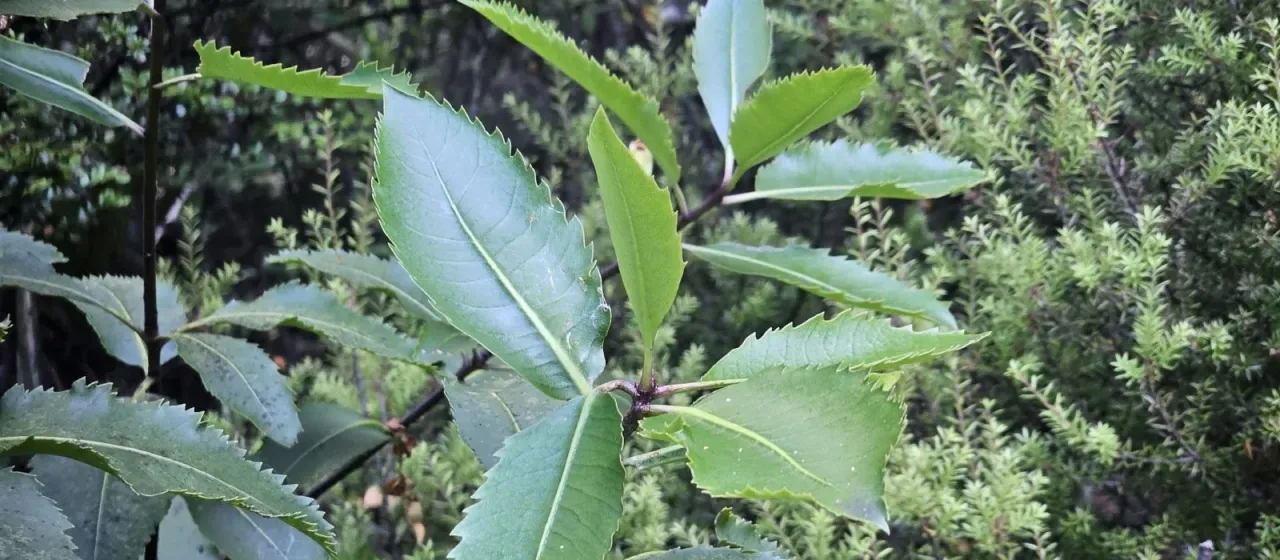 Pittosporum dallii