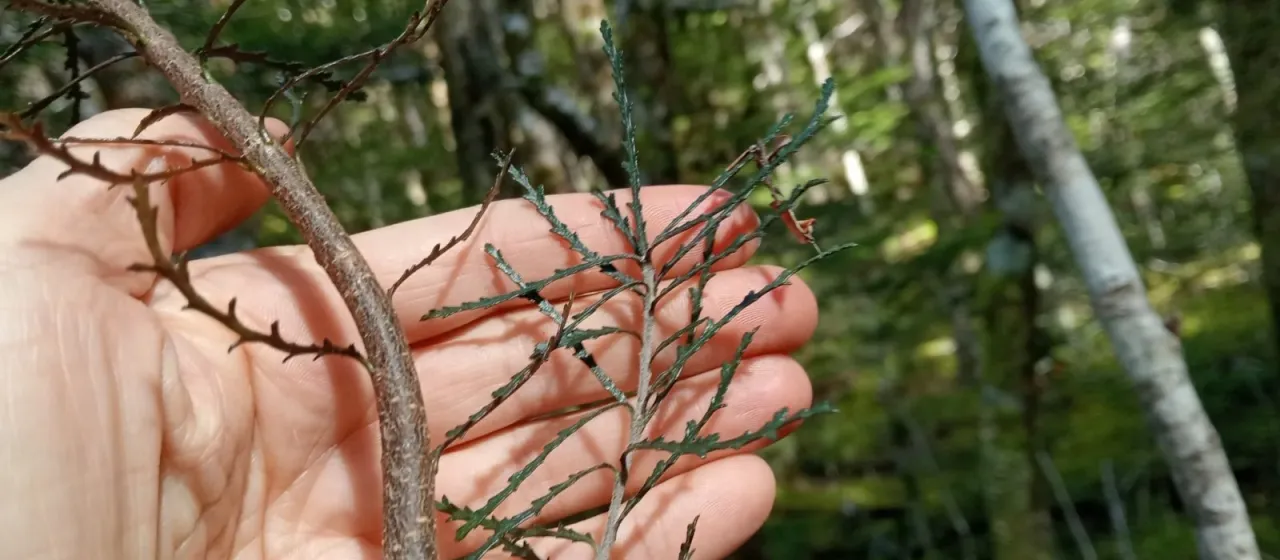 Pittosporum patulum
