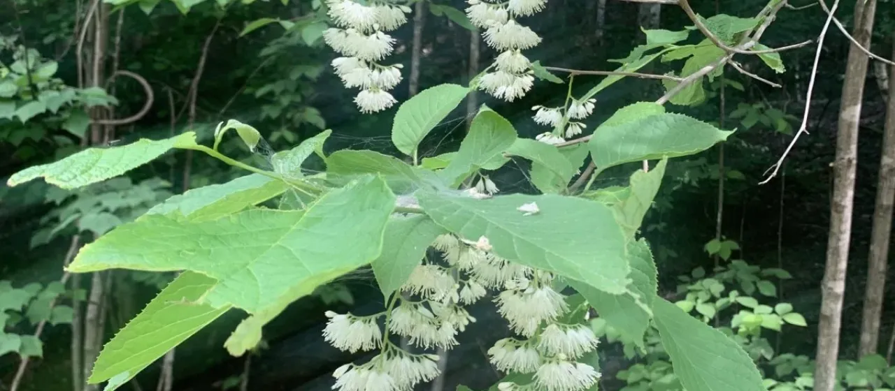 Pterostyrax Siebold & Zucc.