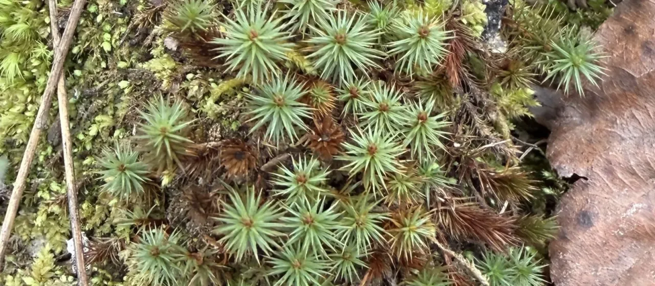 Juniper haircap moss
