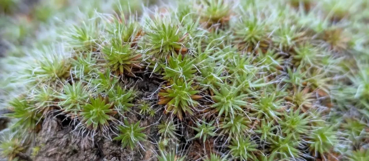 Haircap moss