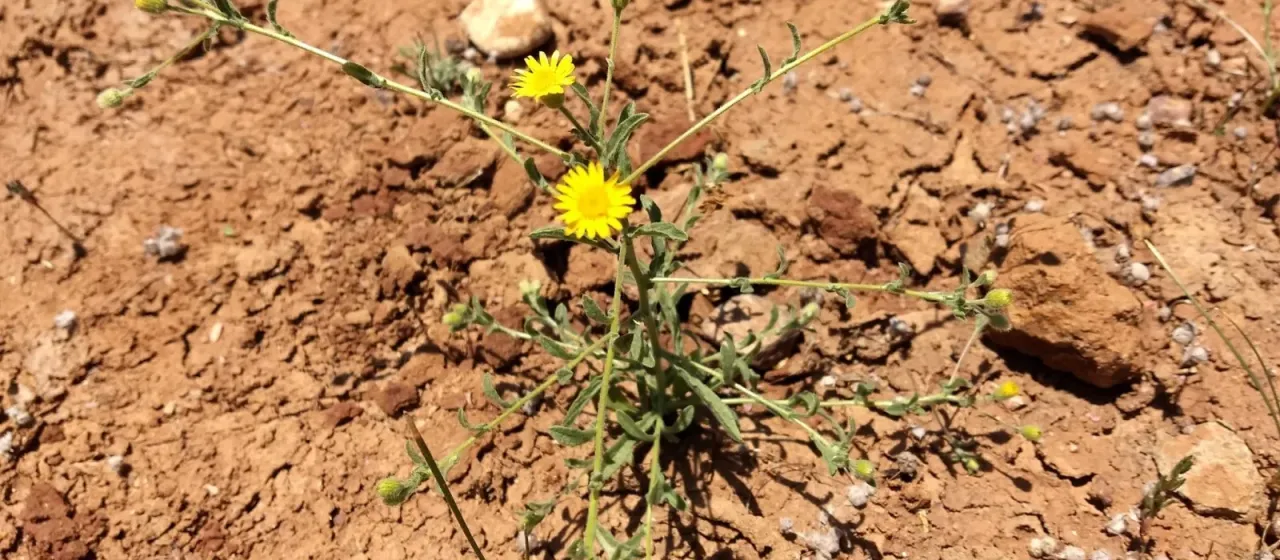 Pulicaria arabica