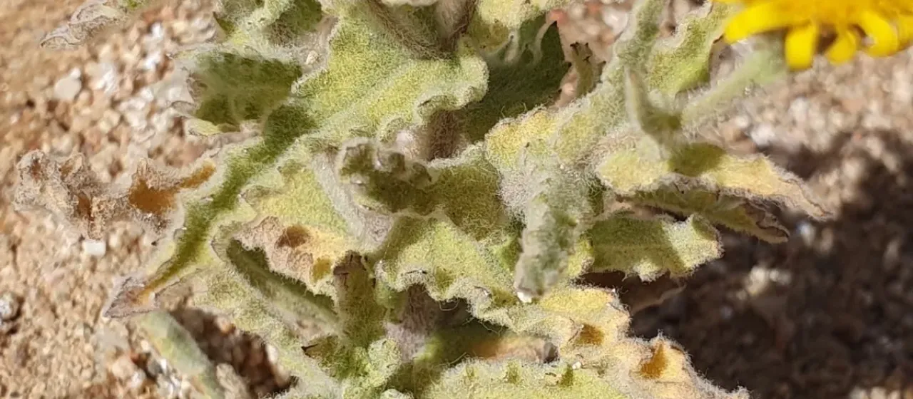 Pulicaria incisa