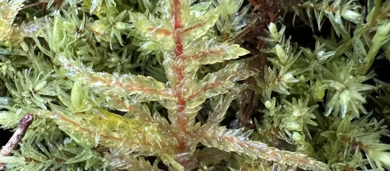 Schreber's big red stem moss