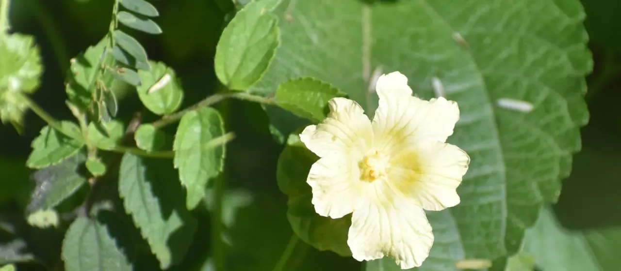 Pavonia burchellii