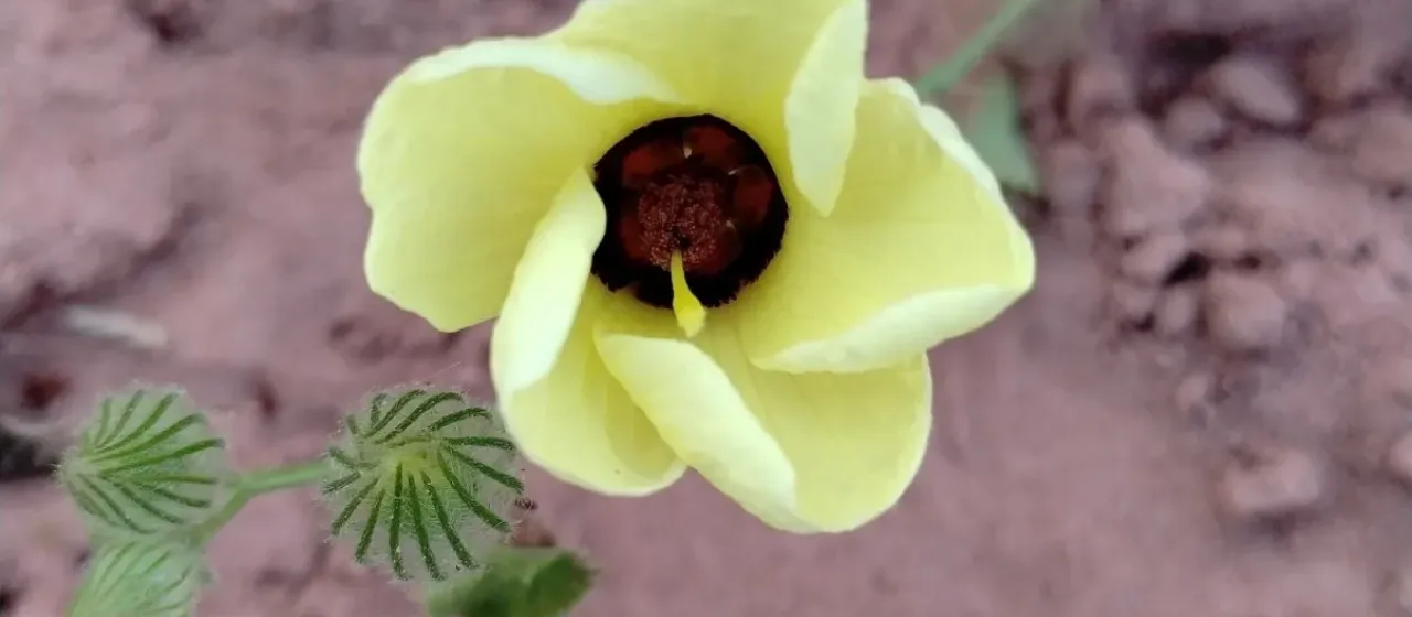 Pavonia cancellata