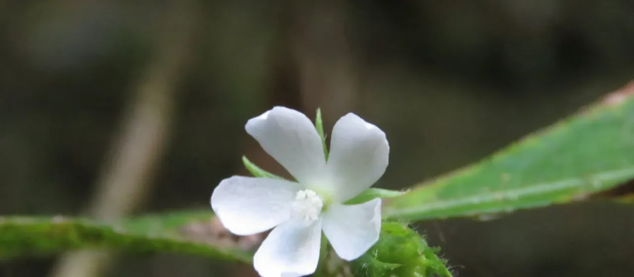 Pavonia fruticosa