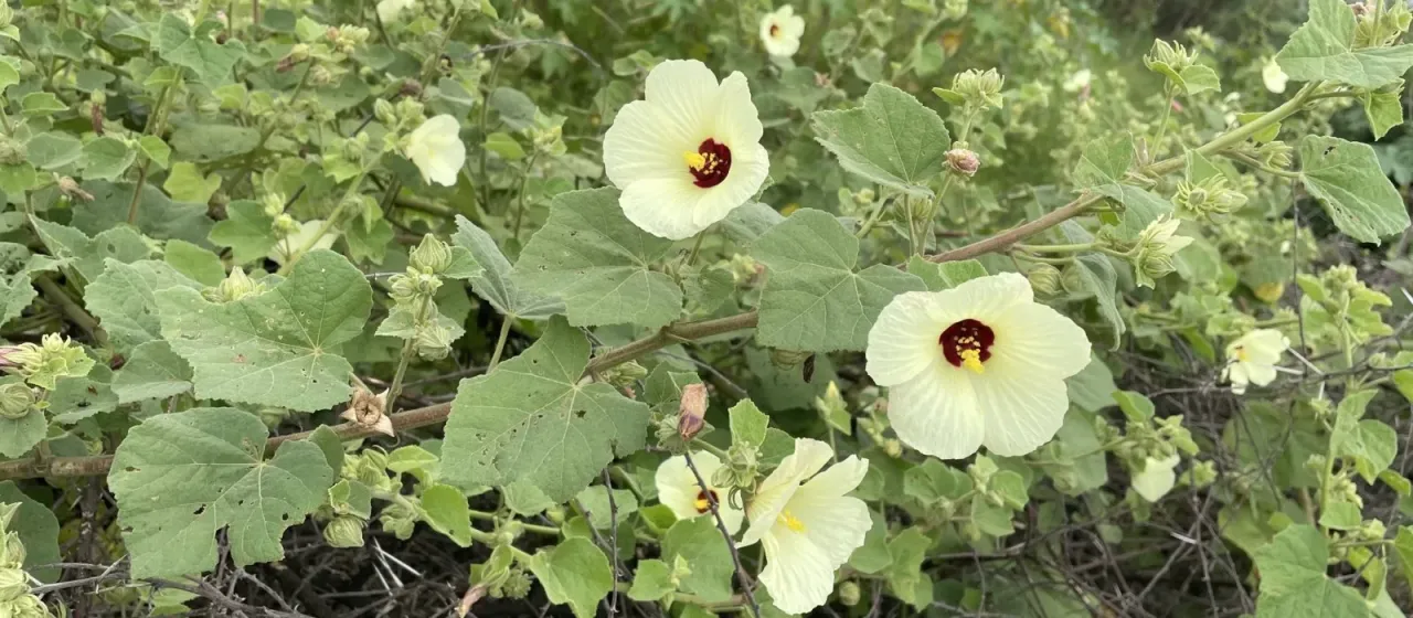 Pavonia senegalensis