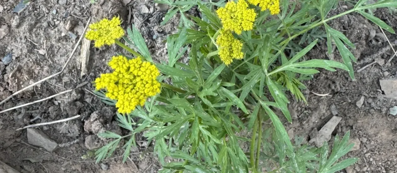 Lemmon's spring-parsley