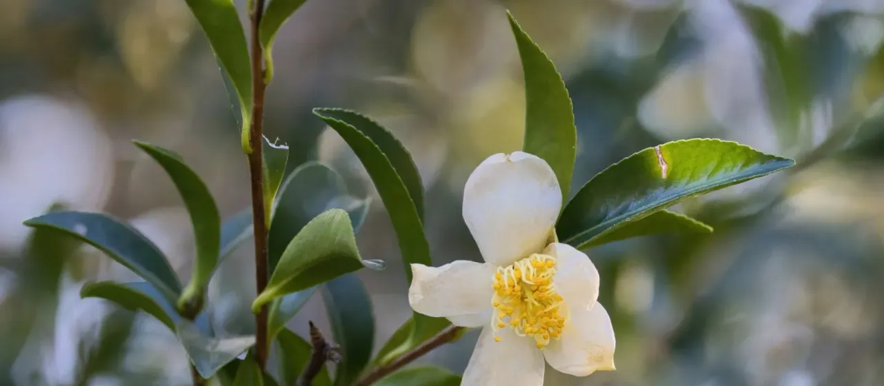 Camellia sasanqua