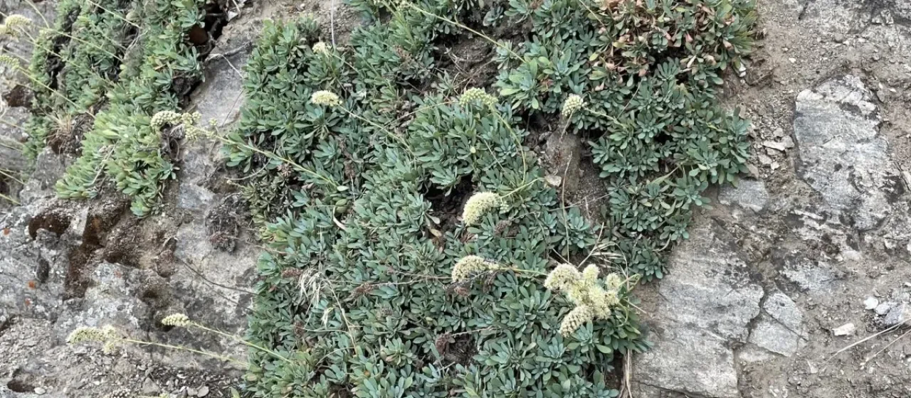 Grayish rock spirea