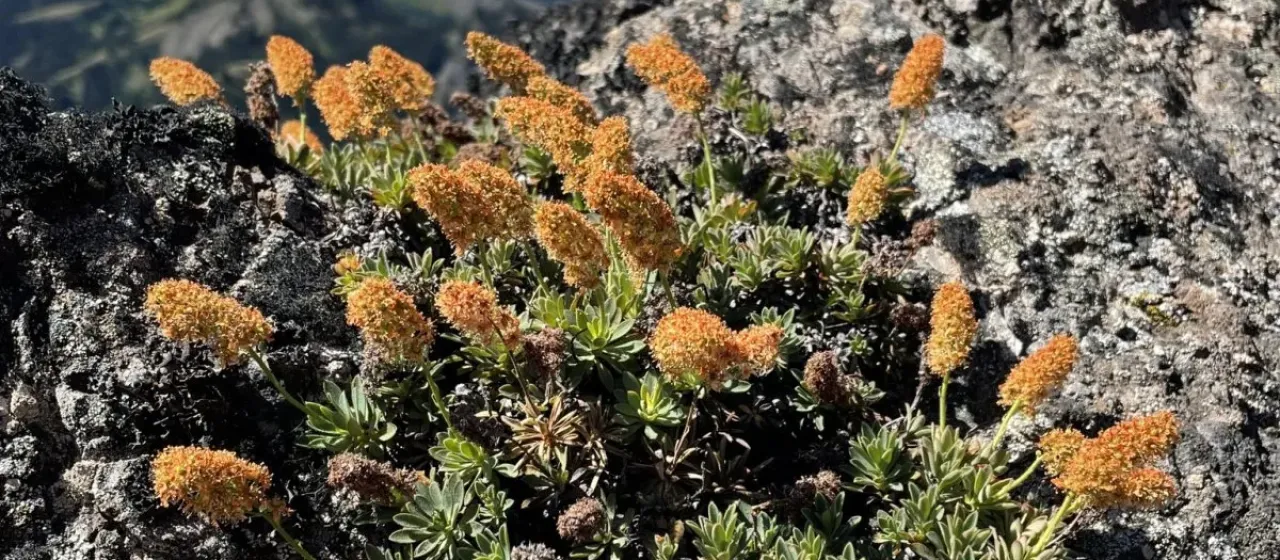 Petrophytum hendersonii