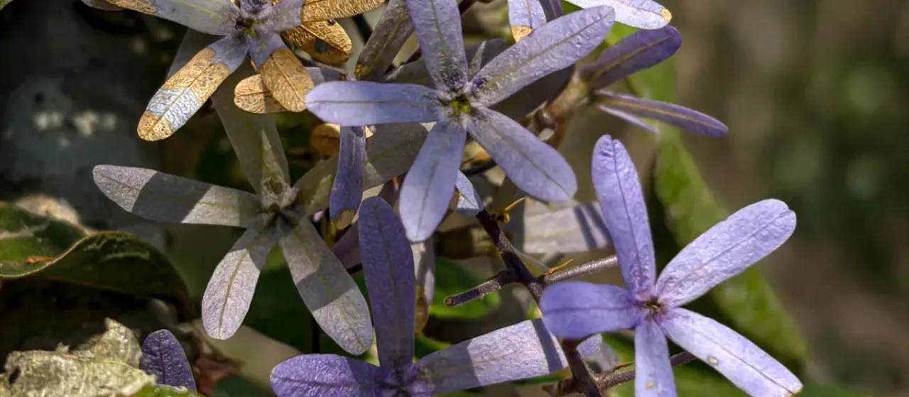Petrea