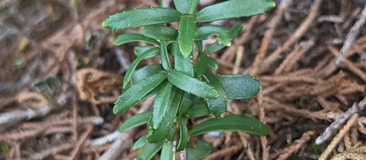 Cliff Green