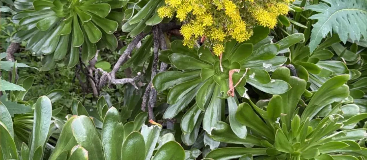 Tree houseleek