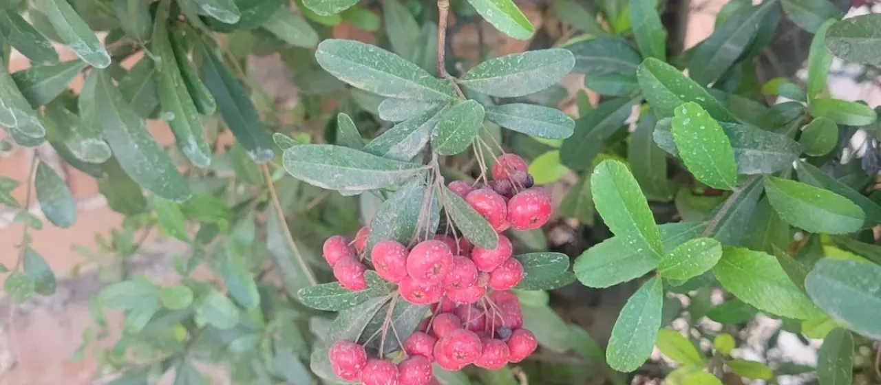 Pyracantha koidzumii