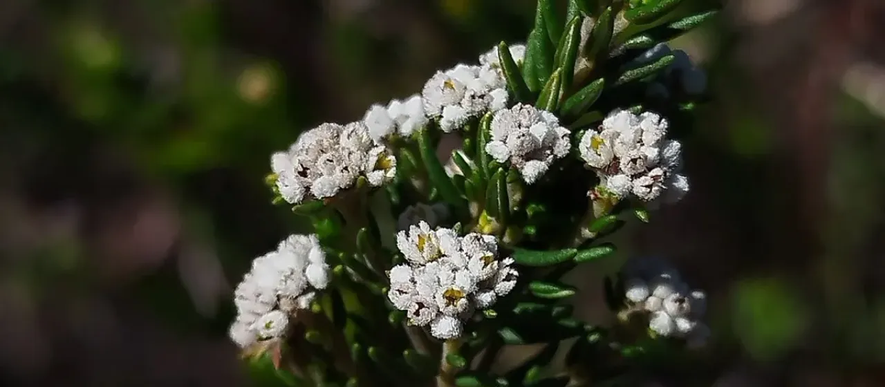 Phylica ericoides