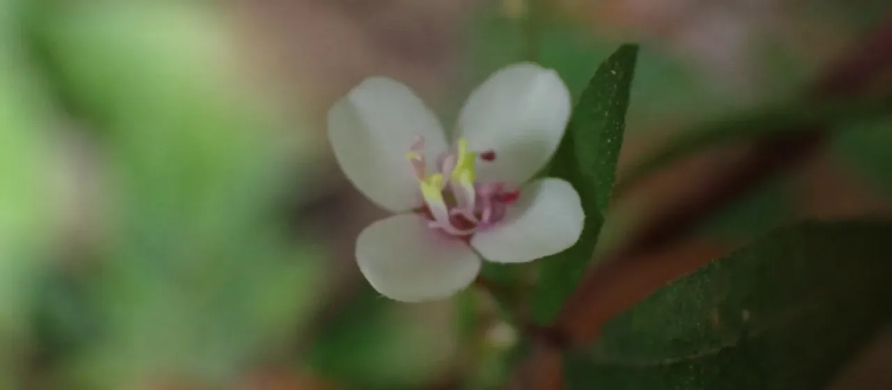 Centradenia G. Don.