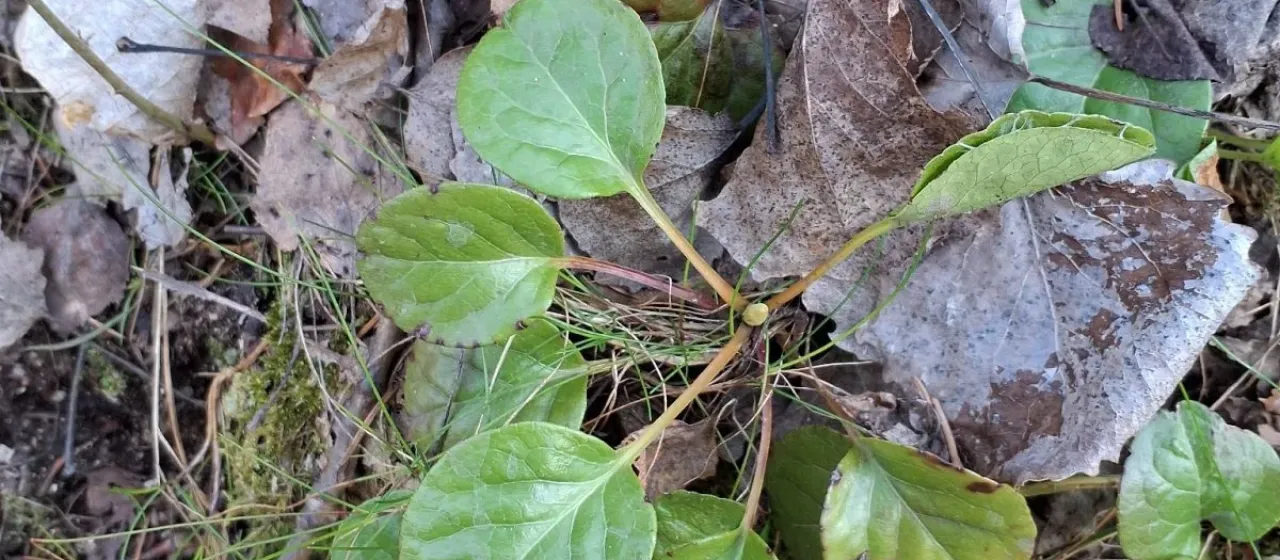 Round-leaved wintergreen