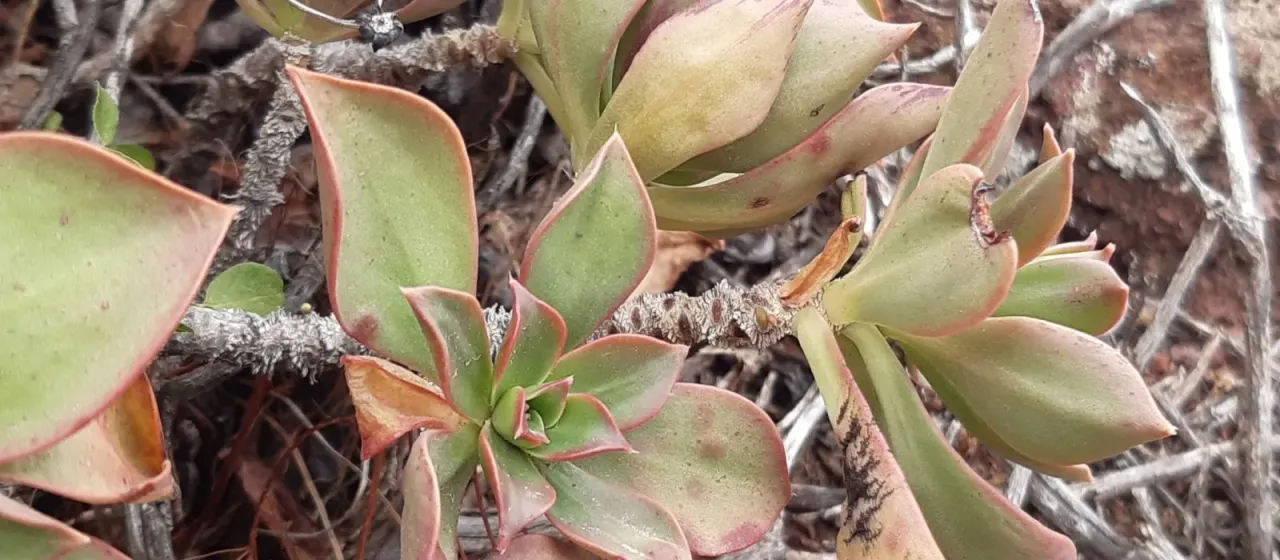 Aeonium decorum