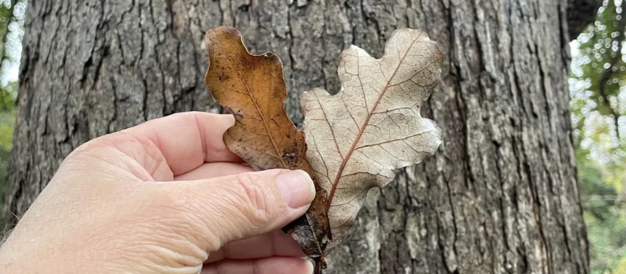 Quercus durandii