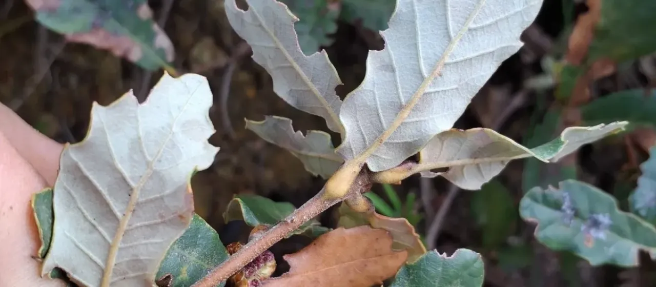Quercus lusitanica