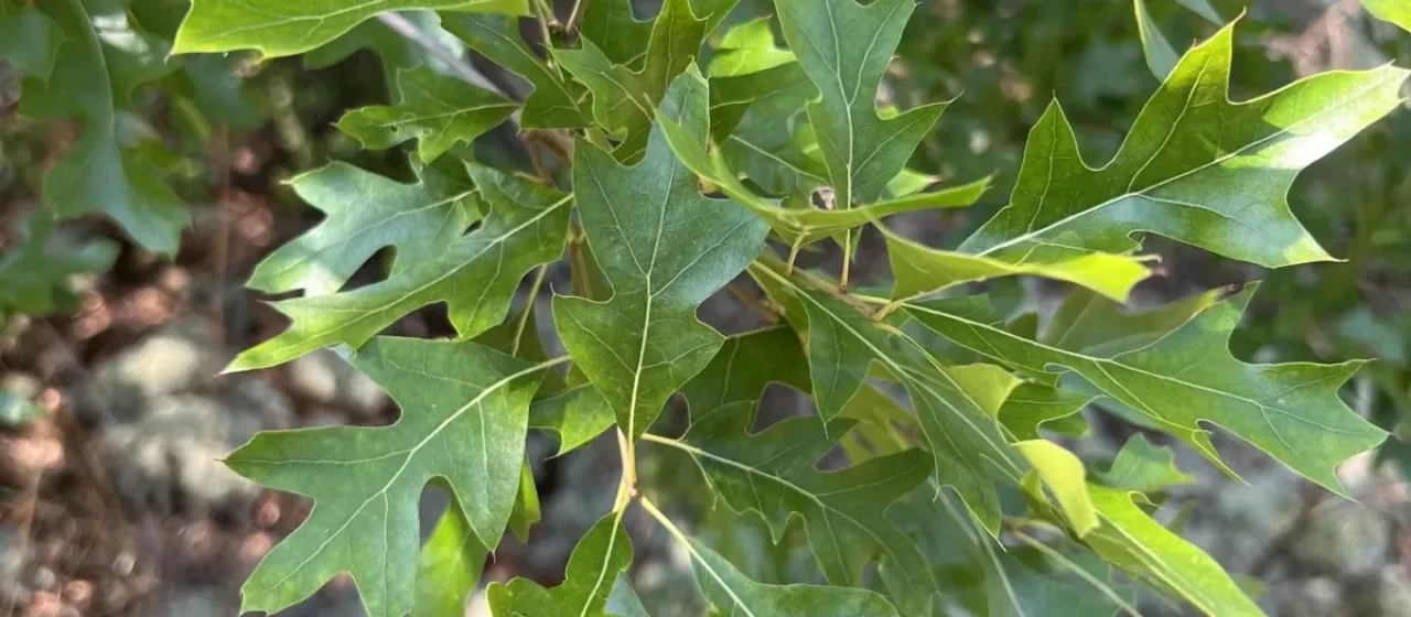 Quercus georgiana