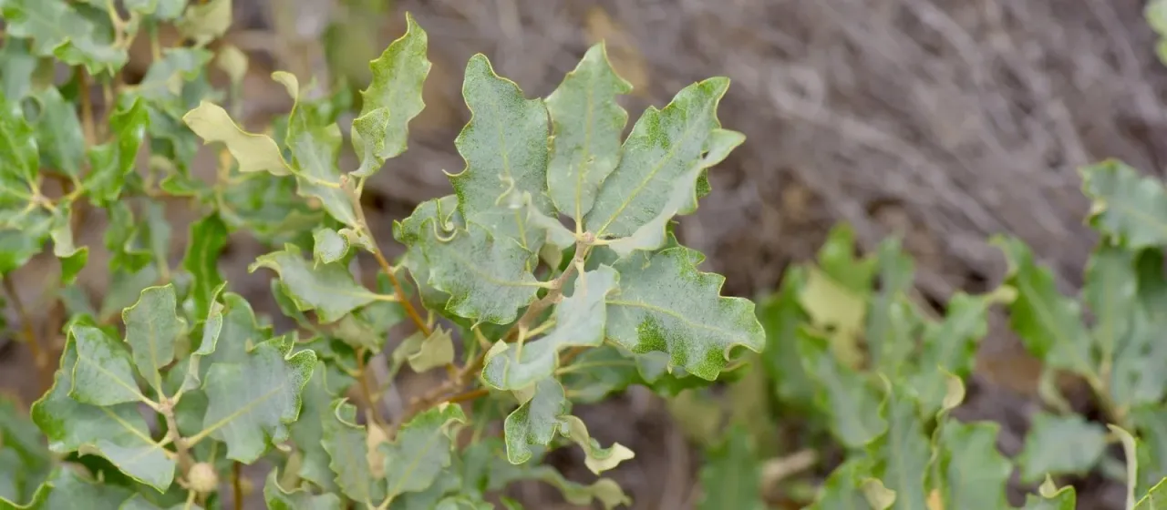 Quercus havardii