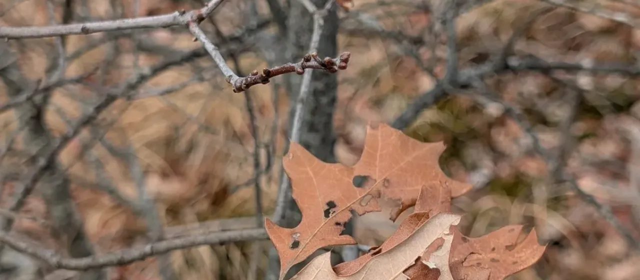 Quercus ilicifolia