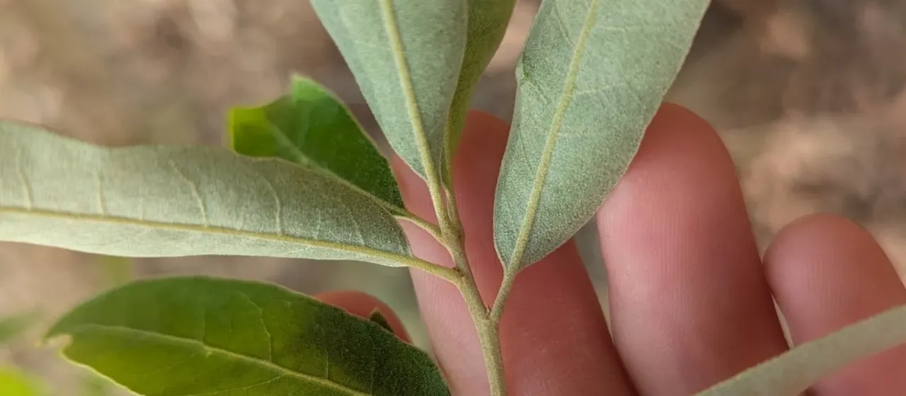Bluejack oak