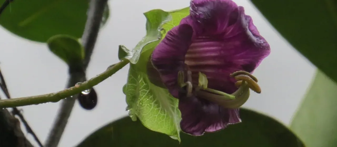 Cup-and-saucer vine
