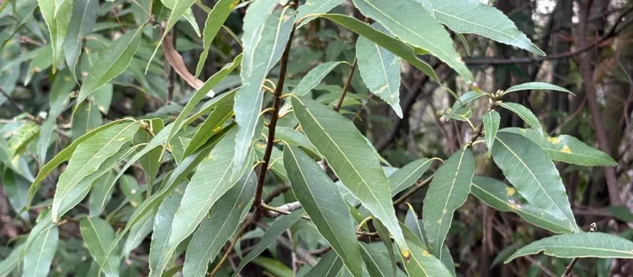 Japanese evergreen oak