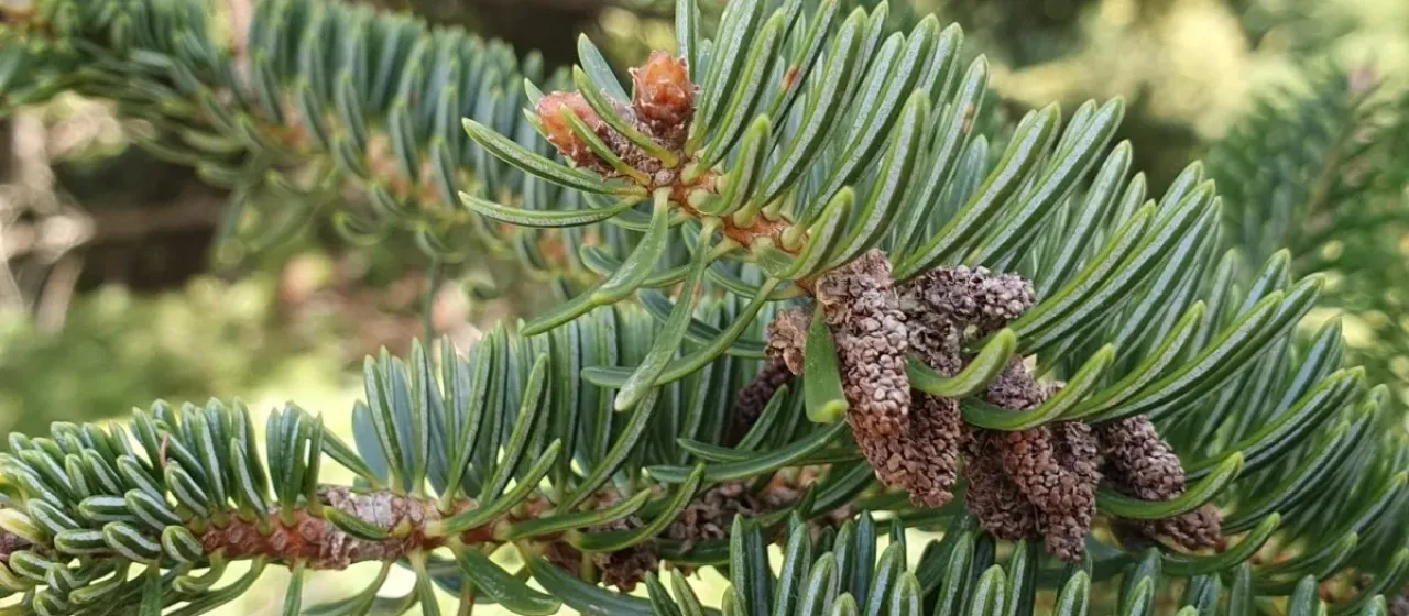 Greek fir